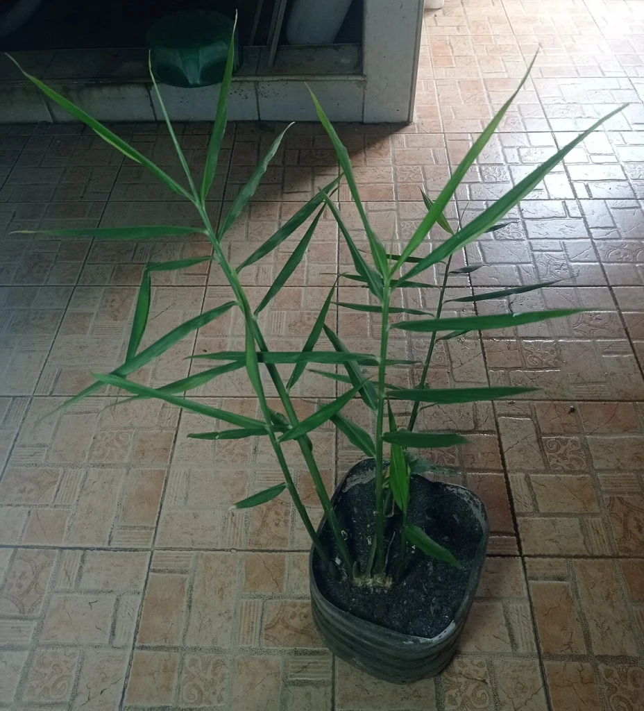 Lemongrass substitute: what to use instead