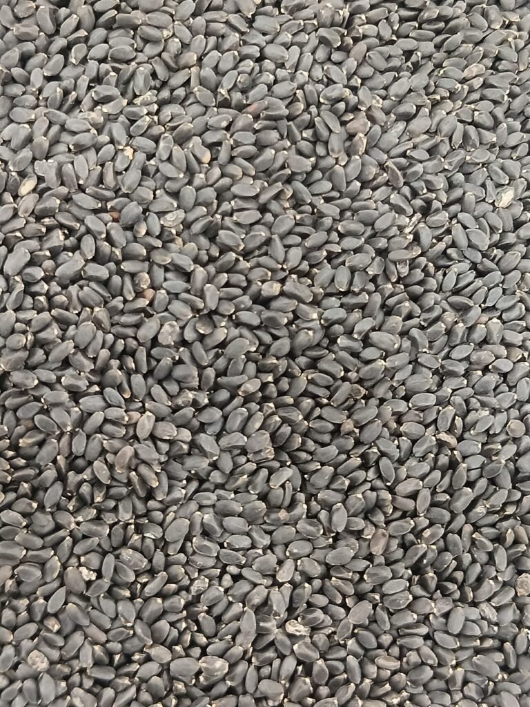 Close up of black sesame seeds
