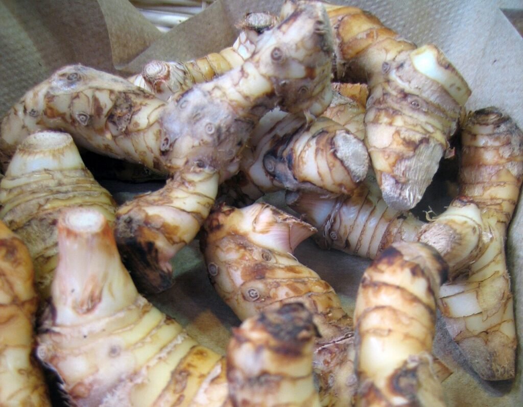 Fresh galangal roots