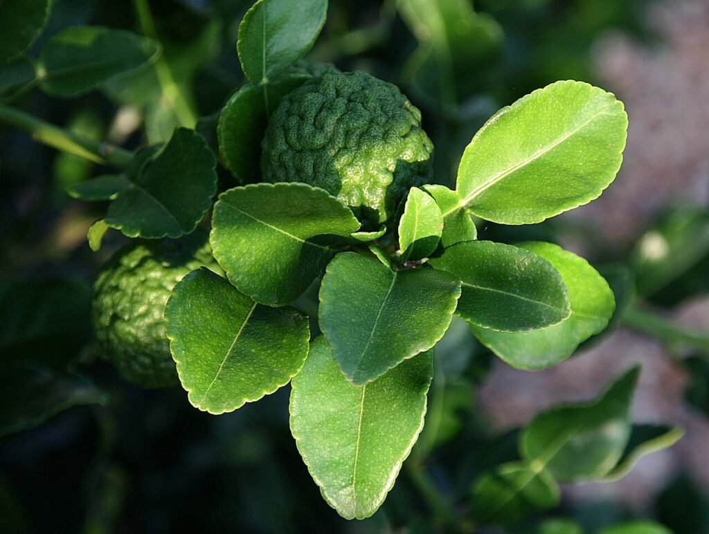 Makrut lime leaves and bumpy limes on a branch