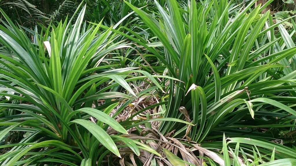 Green pandan plants